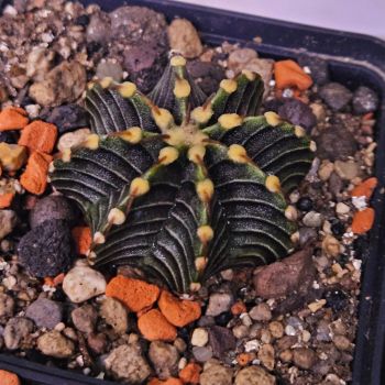 Gymnocalycium friedrichii var. angustostriatum VOS14a